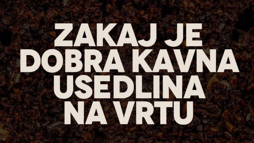 Zakaj je dobra kavna usedlina na vrtu in za rože